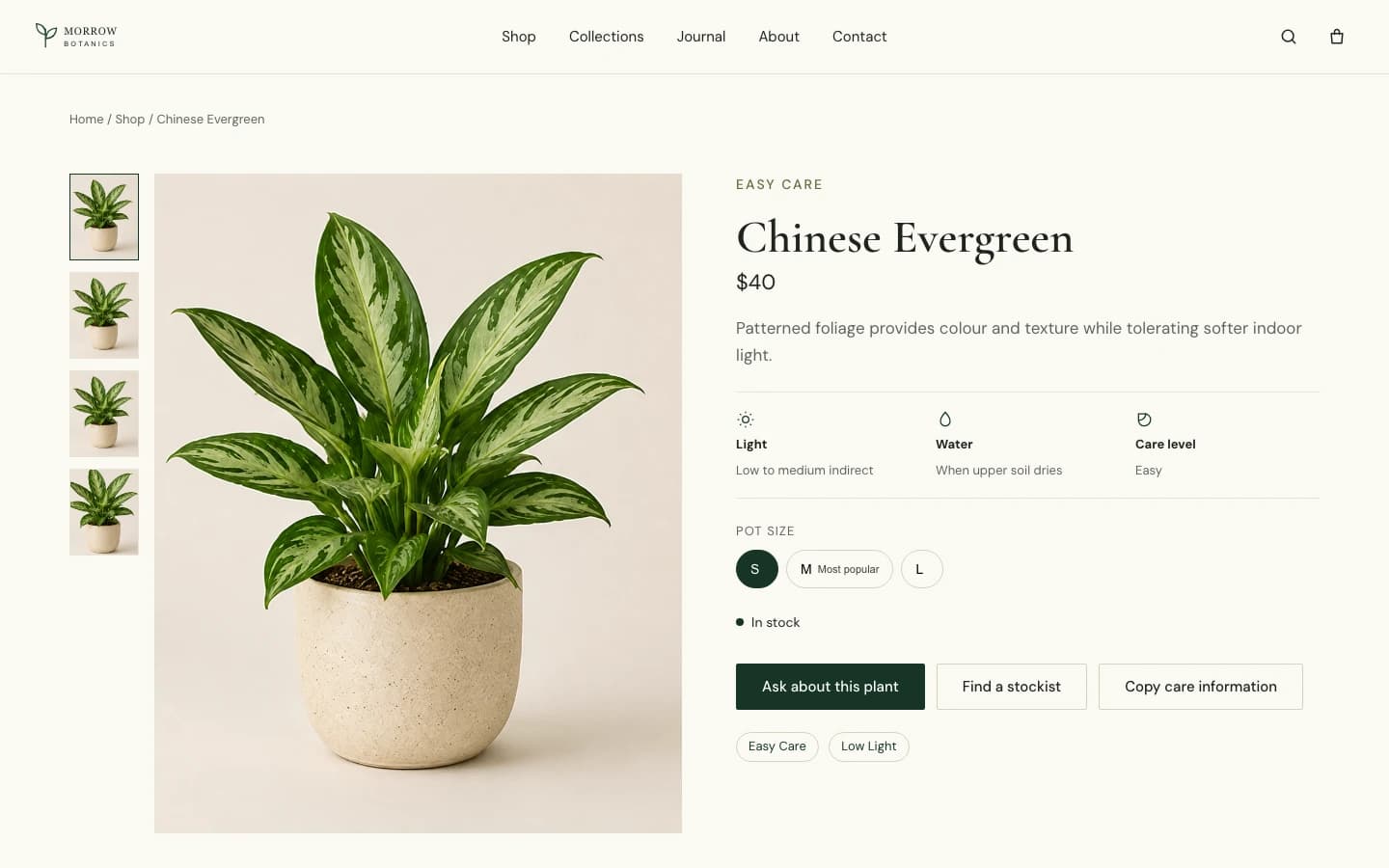 A single plant detail page for the Chinese Evergreen